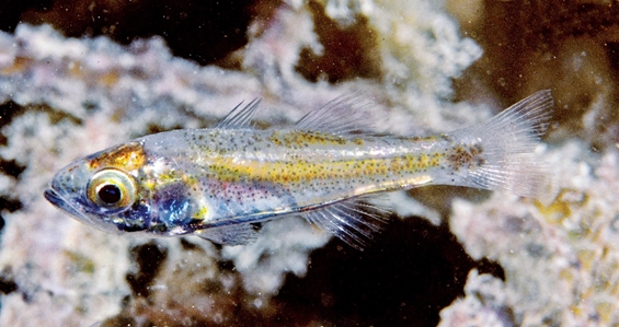 Wood's Siphonfish
