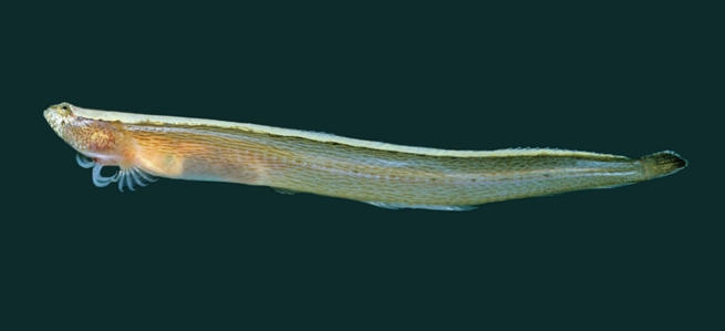 Slender Snakeblenny