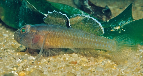 Cryptic Sea Gudgeon