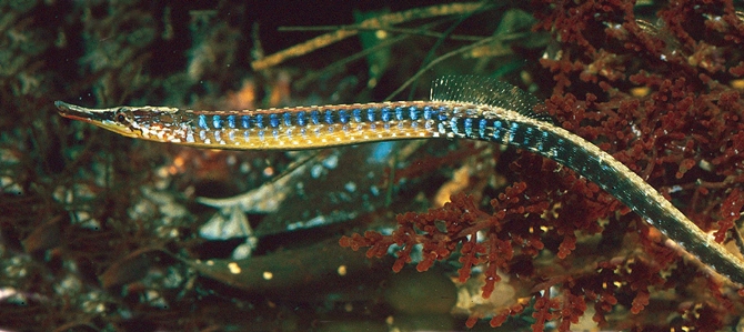 Port Phillip Pipefish