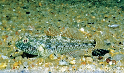 Green's Goby