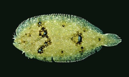 Bass Strait Flounder