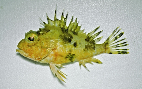 Thetis Fish