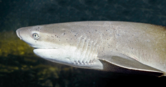 Broadnose Shark