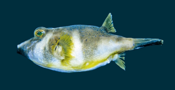 Ringed Toadfish