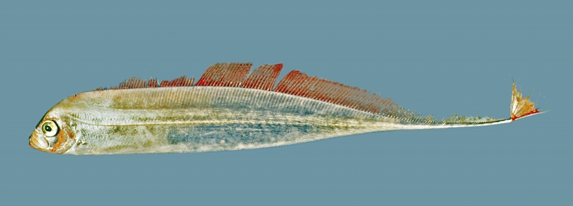 Southern Ribbonfish