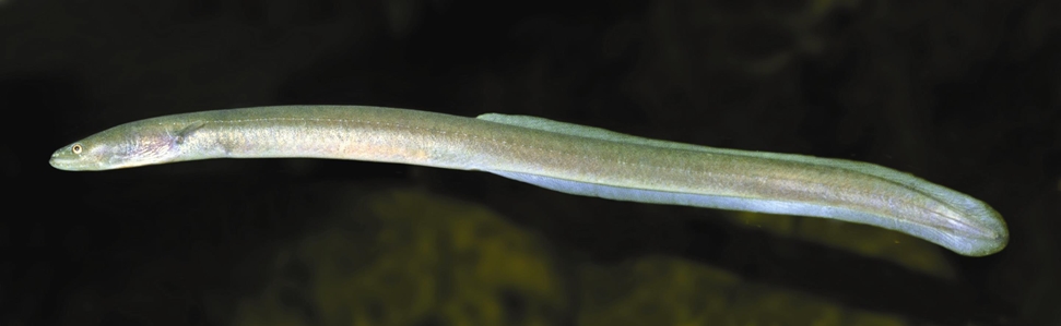 Southern Shortfin Eel