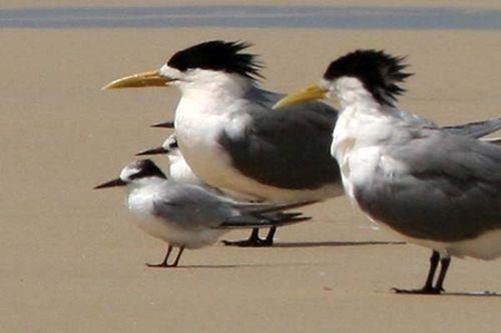 Little Tern