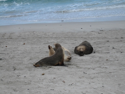 Australian Sea Lion