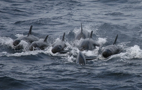 False Killer Whale