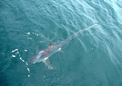 Thresher Shark