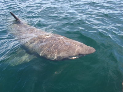 Basking Shark