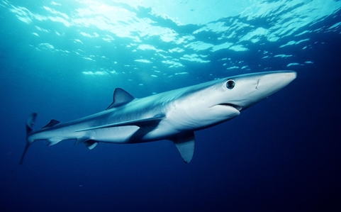 Blue Shark