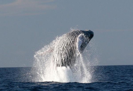 Humpback Whale