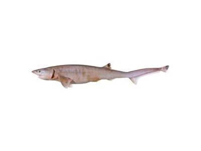 Sharpnose Sevengill Shark