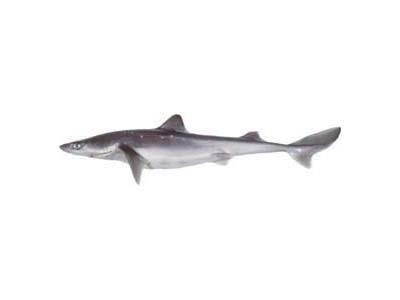 Whitespotted Dogfish