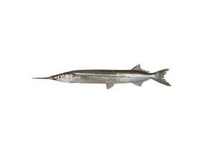 River Garfish