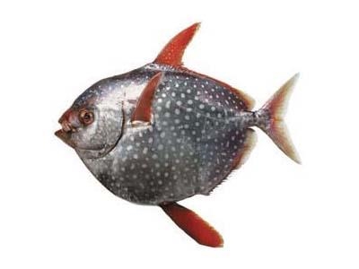 Opah