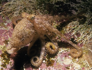 Club Pygmy Octopus