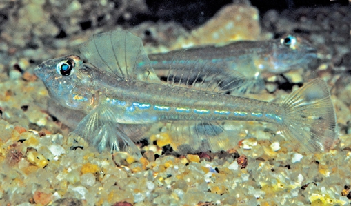 Opalescent Sandgoby