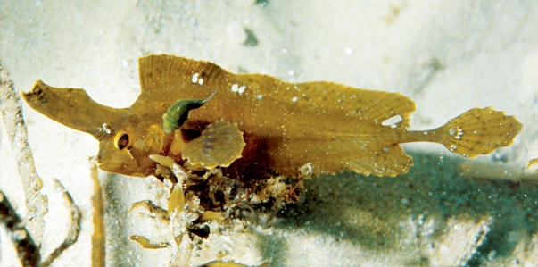 Yellow Crested Weedfish