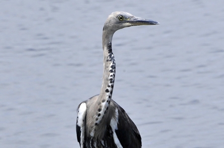 White-necked Heron