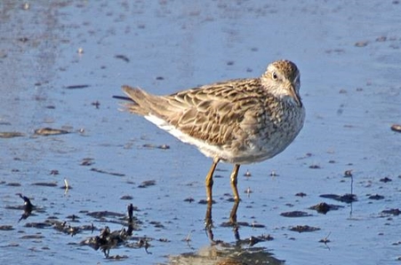 Sharp-tailed Sandpiper