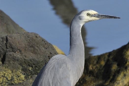 White-faced Heron