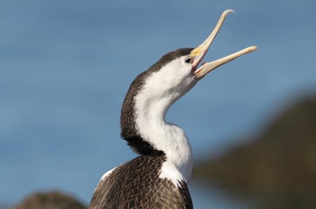 Pied Cormorant