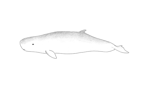 Pygmy Sperm Whale