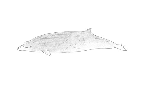 Andrews' Beaked Whale