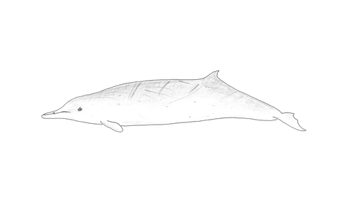 Gray's Beaked Whale