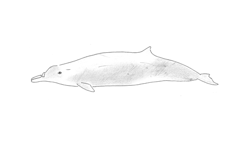 Strap-toothed Beaked Whale