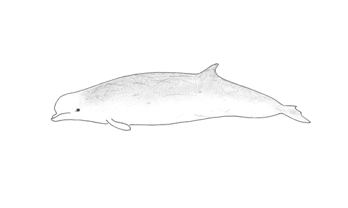 Southern Bottlenose Whale