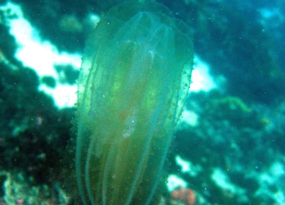 Comb Jelly