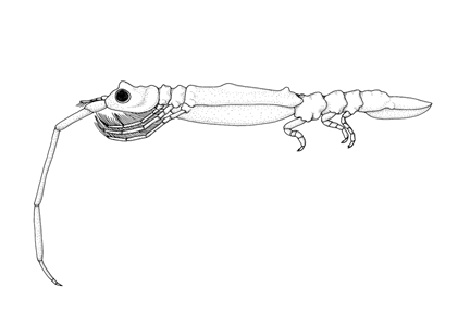 Skeleton Louse