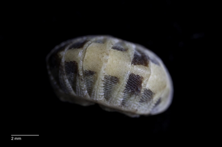 Chiton