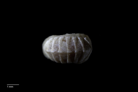 Chiton