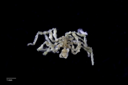 Pycnogonid