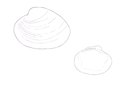 Bivalve Mollusc