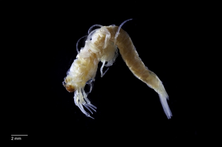 Opossum Shrimp