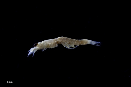 Opossum Shrimp