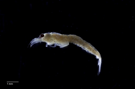 Tasmanian Opossum Shrimp