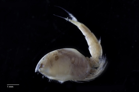 Sea Flea