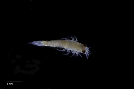 Opossum Shrimp