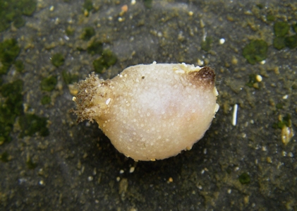 Sea Cucumber