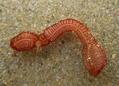 Sea Cucumber