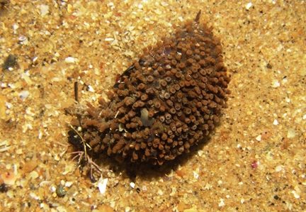 Sea Cucumber