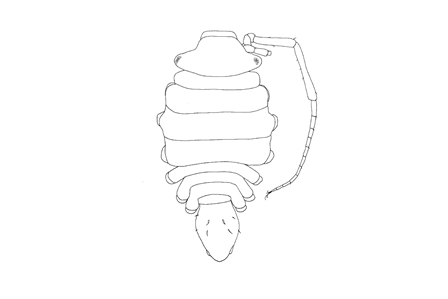 Munnid Isopod