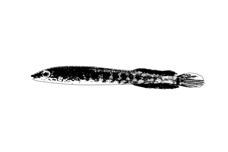 Grass Clingfish